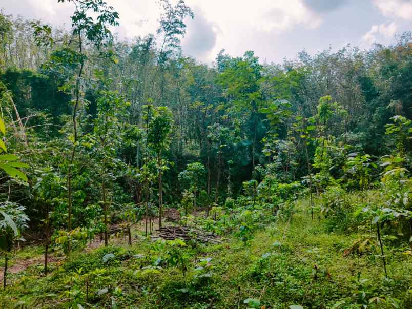 tanah sumberejo kerjo karanganyar