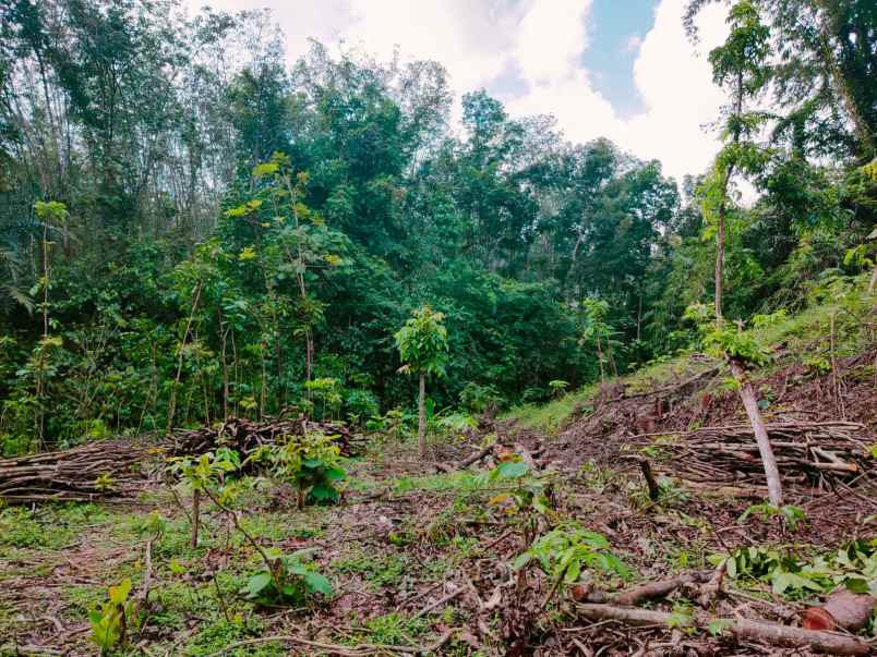 tanah sumberejo kerjo karanganyar