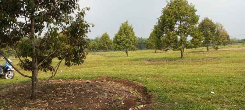 dijual kebun durian premium villa eksklusif siap panen