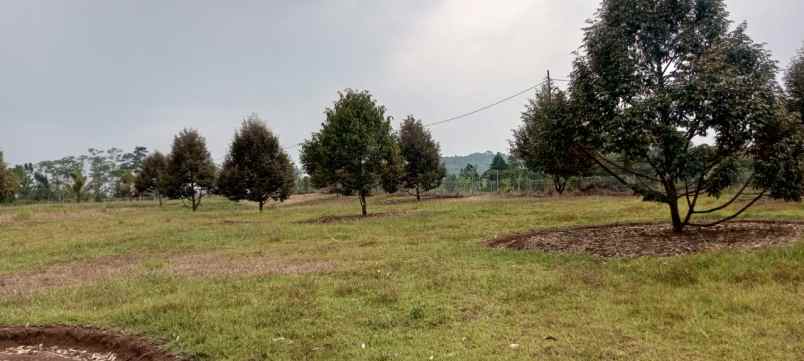dijual kebun durian premium villa eksklusif siap panen