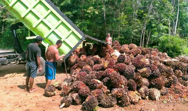 dijual kebun sawit produktif 700 hektar shm