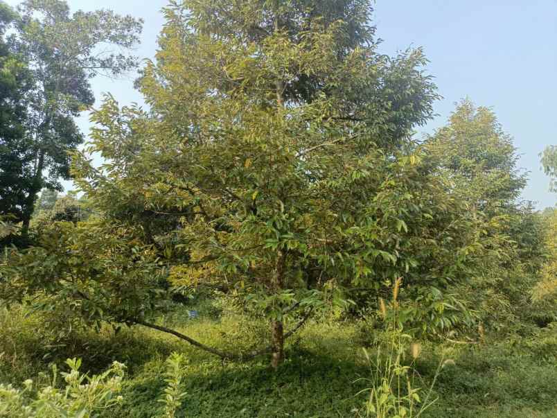 dijual murah kebun durian di kiarapedes purwakarta
