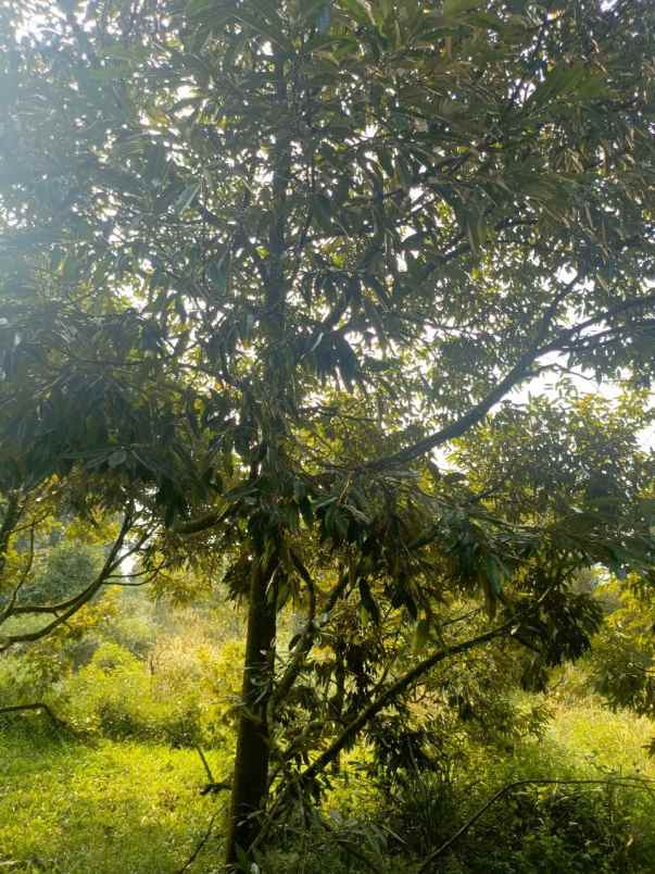 dijual murah kebun durian di kiarapedes purwakarta