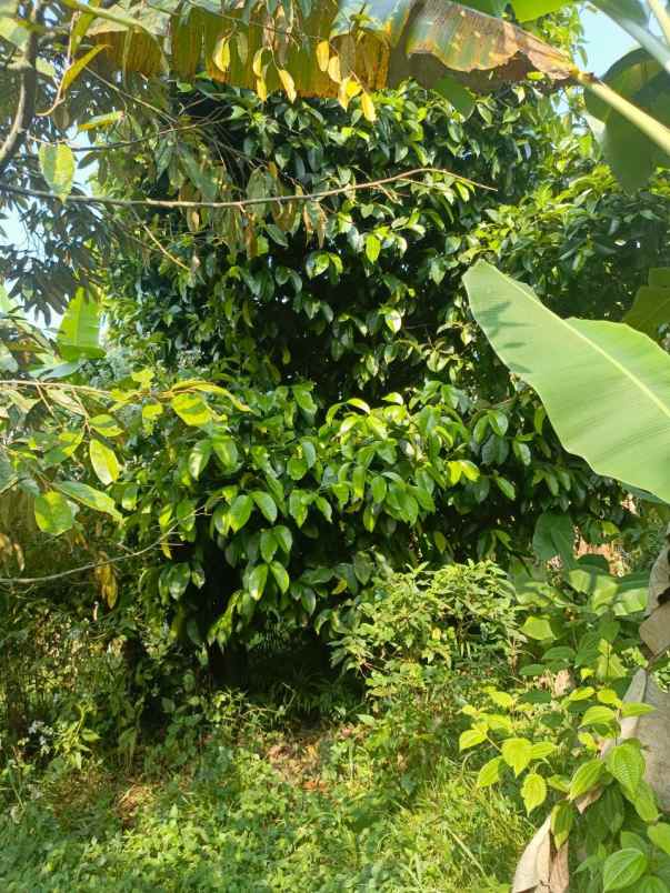 dijual murah kebun durian di kiarapedes purwakarta