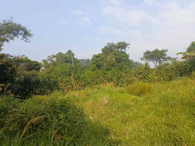 dijual murah kebun durian di kiarapedes purwakarta