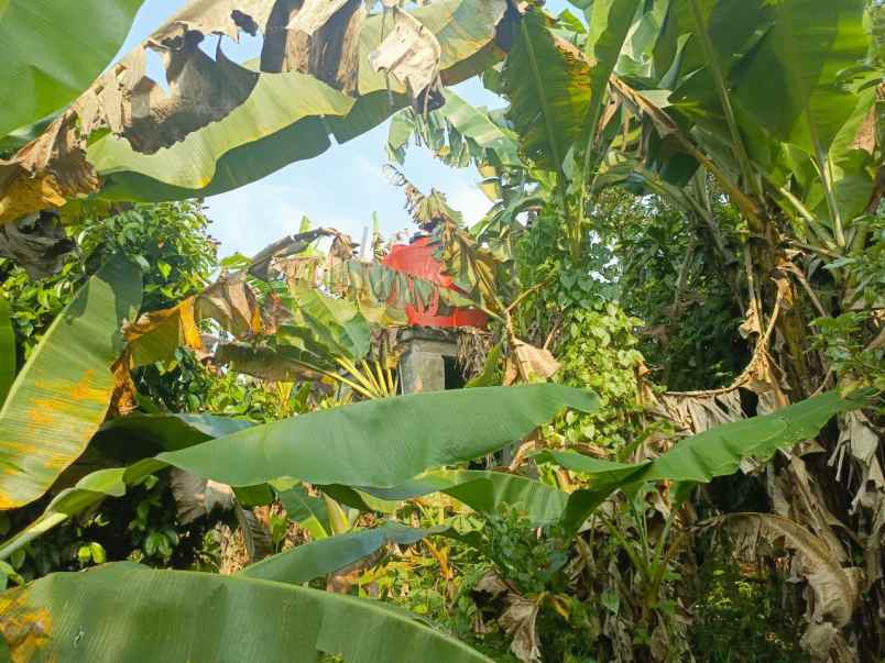dijual murah kebun durian di kiarapedes purwakarta
