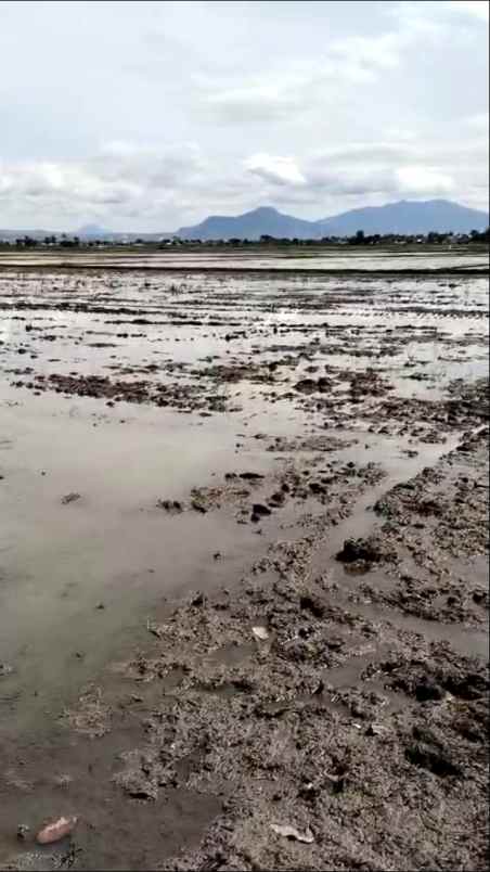 dijual murah lahan sawah produktif ciparay kab bandung