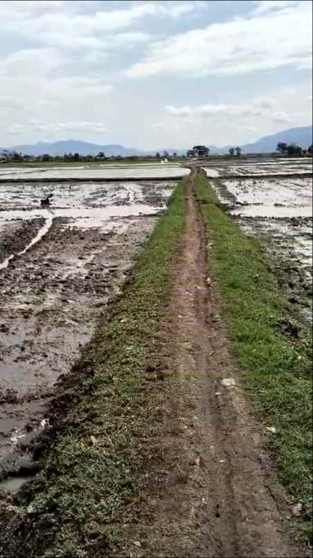 dijual murah lahan sawah produktif ciparay kab bandung