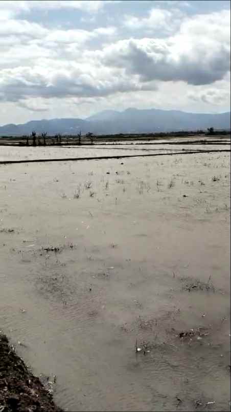 dijual murah lahan sawah produktif ciparay kab bandung