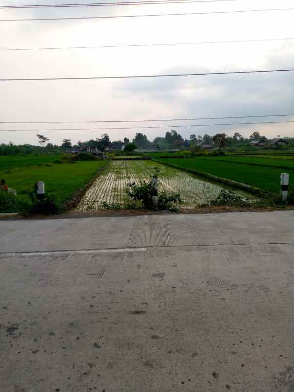 dijual sawah hijau kebonarum mangku jln klaten ngupit