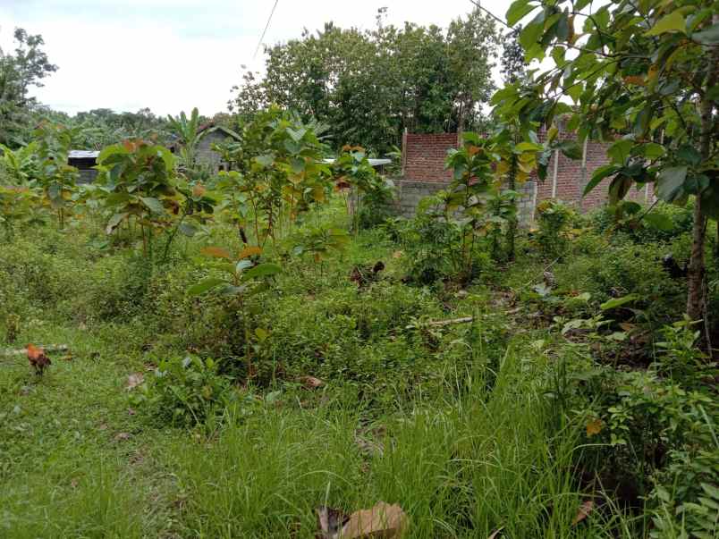 dijual tanah argorejo sedayu bantul