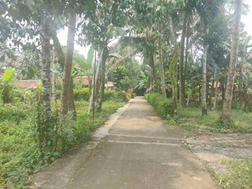 dijual tanah bandung selis kutoarjo