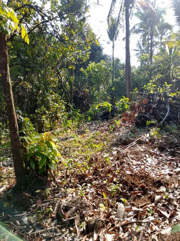 dijual tanah banjar dinas munduk desa
