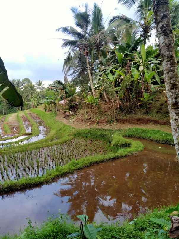 dijual tanah dalang tabanan bali