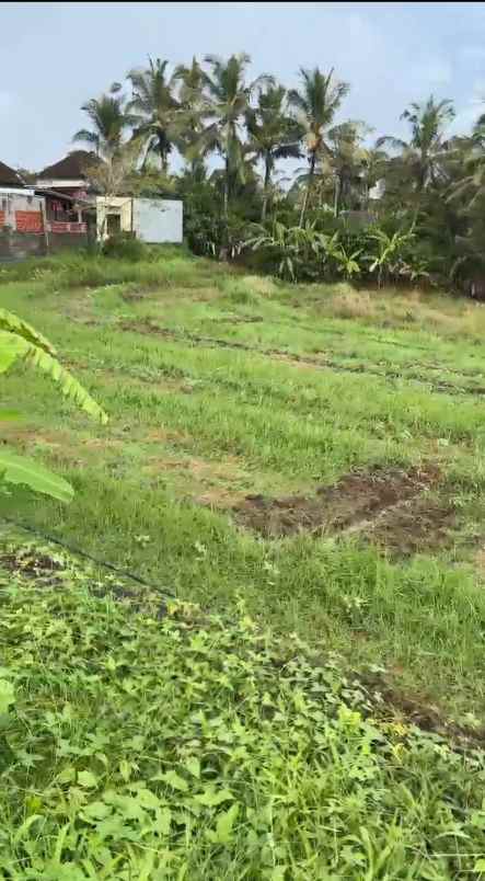 dijual tanah desa selemadeg kec