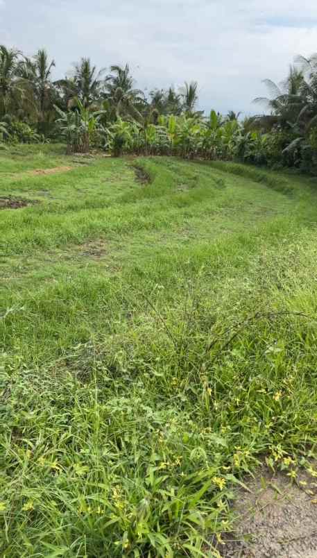 dijual tanah desa selemadeg kec