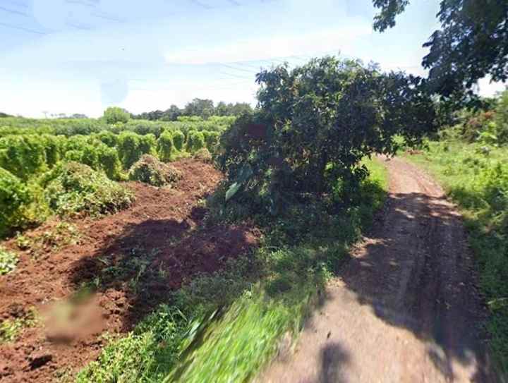 dijual tanah kebun pinggir jl desa akses masuk dumtruk