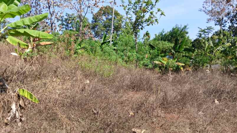 dijual tanah mulawarman