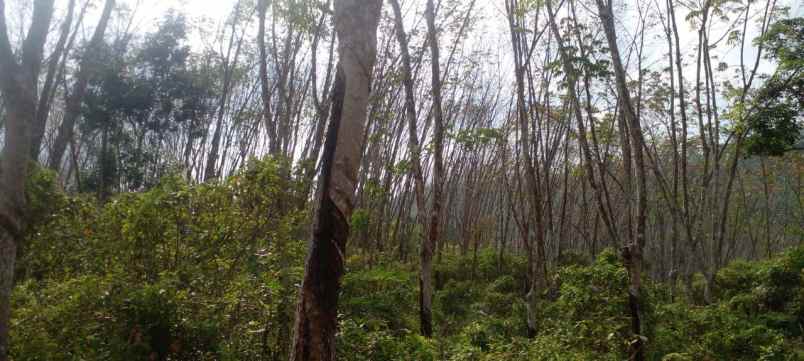 dijual tanah pamarican