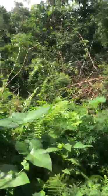 dijual tanah penebel tabanan bali