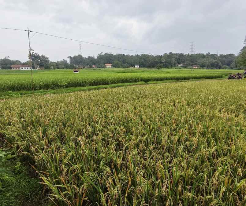 dijual tanah sawah produktif akses jl mobil
