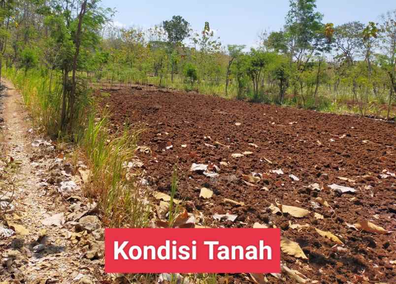 dijual tanah semanu