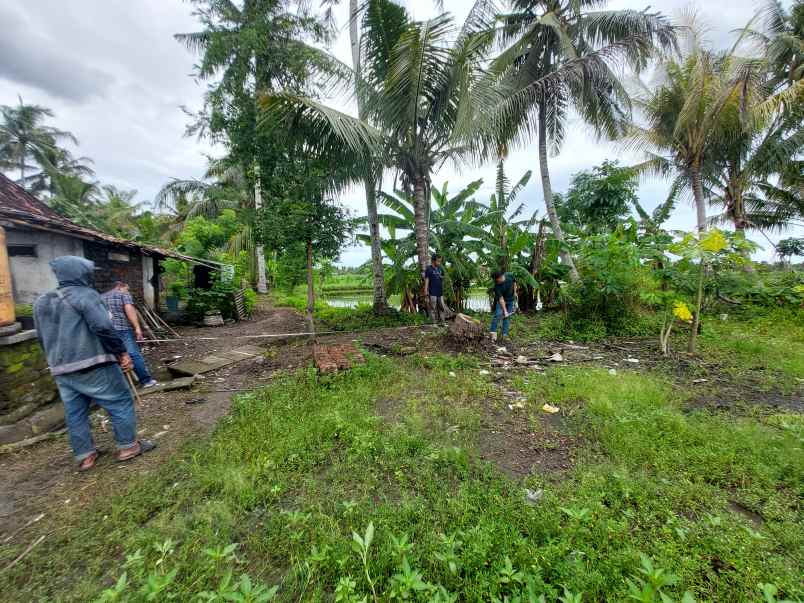 dijual tanah tawangsari kulonprogo