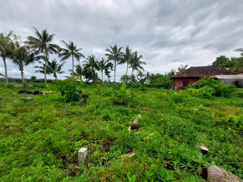 dijual tanah tawangsari kulonprogo