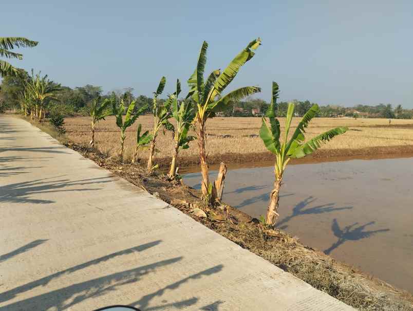 dijual tanah zona kuning subang