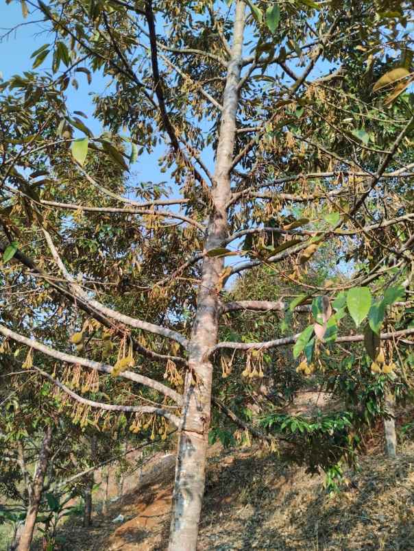 jual kebun durian mantap