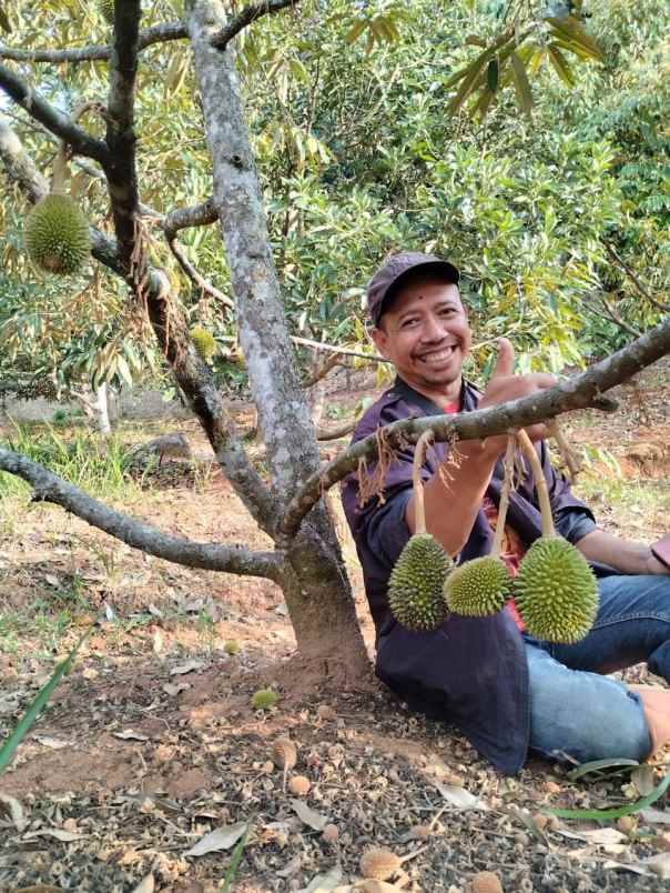 jual kebun durian mantap
