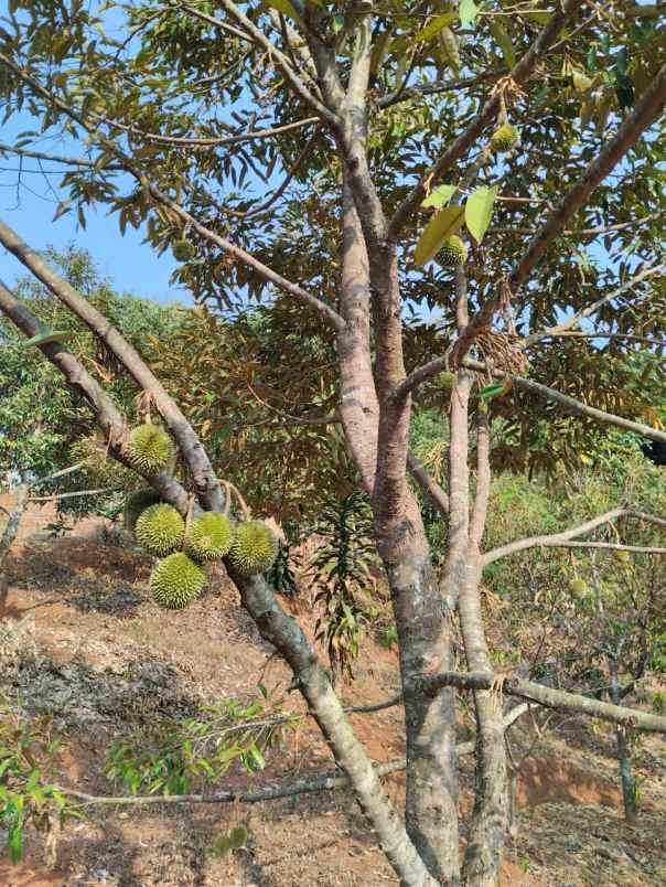 jual kebun durian mantap