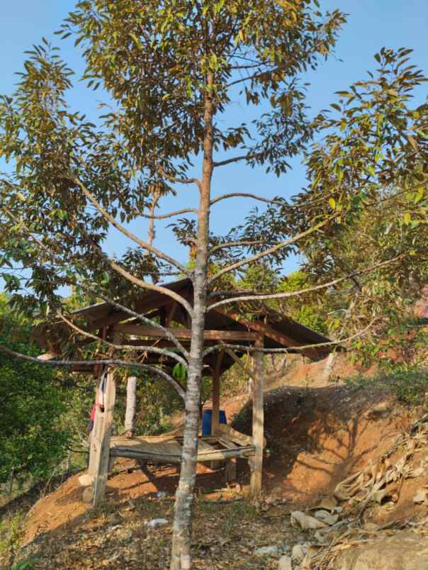 jual kebun durian mantap