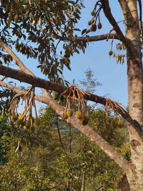 jual kebun durian mantap