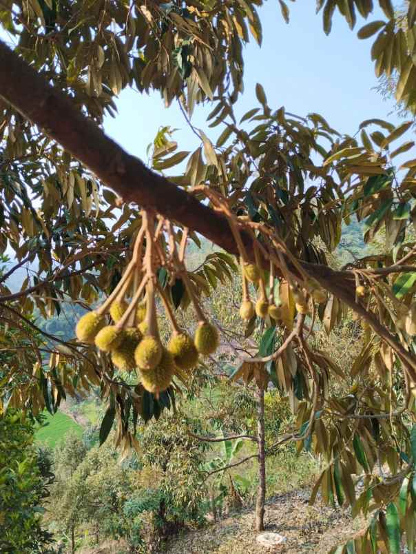 jual kebun durian mantap