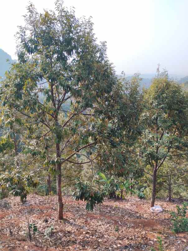 jual kebun durian mantap