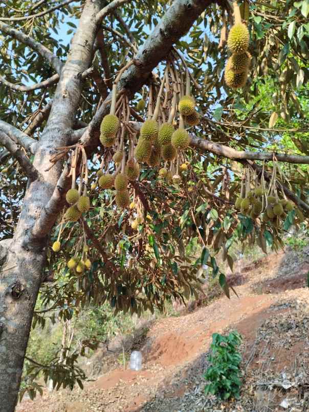 jual kebun durian mantap