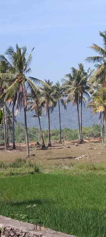 jual tanah pinggir pantai bayah banten