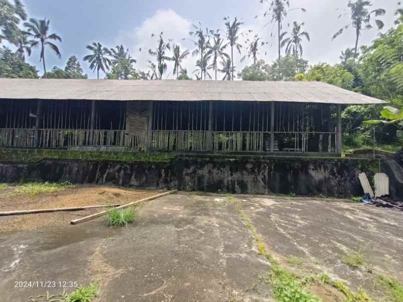 kebun durian dan manggis di pupuan tabanan bali