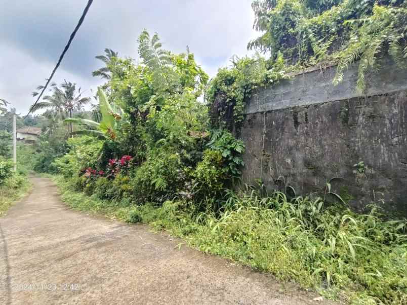 kebun durian dan manggis di pupuan tabanan bali