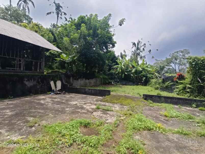 kebun durian dan manggis di pupuan tabanan bali