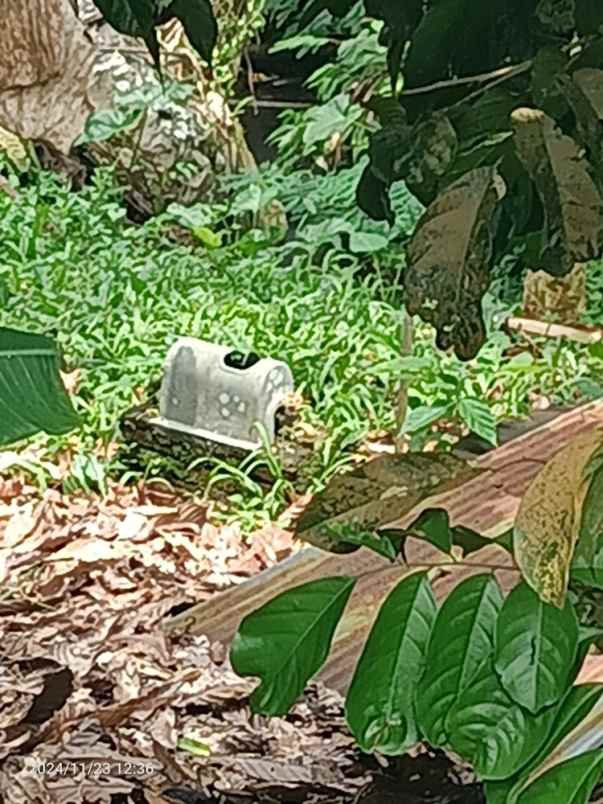 kebun durian dan manggis di pupuan tabanan bali