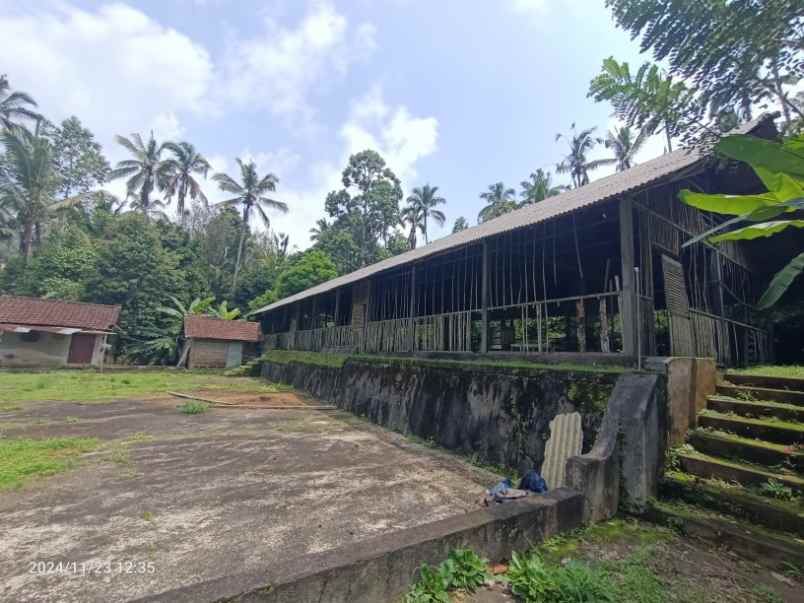 kebun durian dan manggis di pupuan tabanan bali