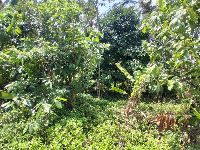 langka banget tanah murah 9 are di desa lumbung