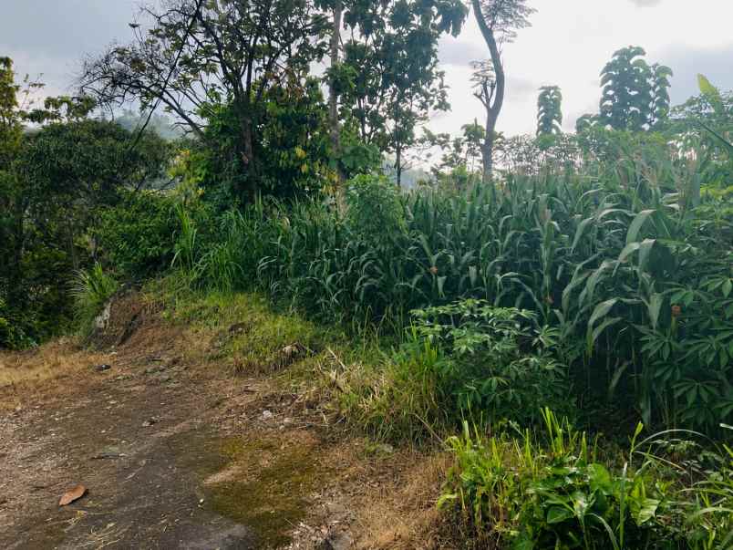 tanah 1640m utara candi cetho karanganyar timur