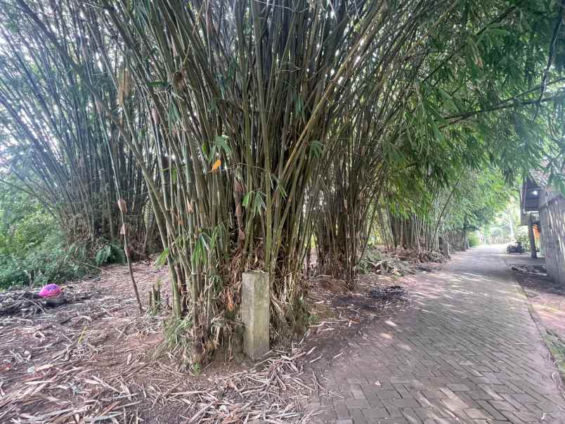 tanah 3000 m di cisoka dekat tol balaraja barat