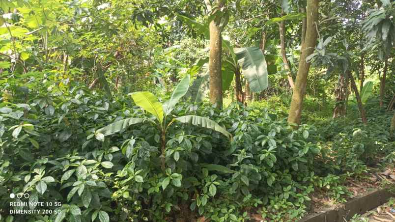 tanah kavling murah shm di cimuning bekasi