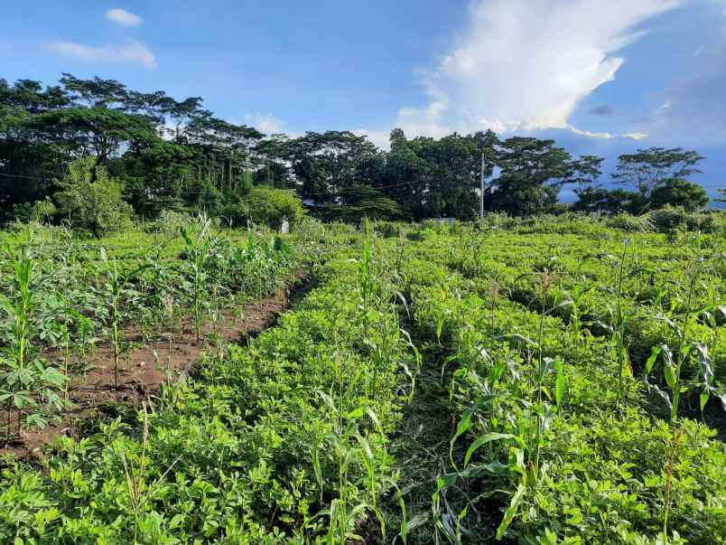 tanah kebun rata dan istimewa