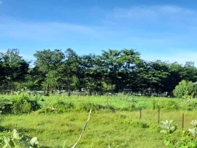 tanah kebun rata dan istimewa