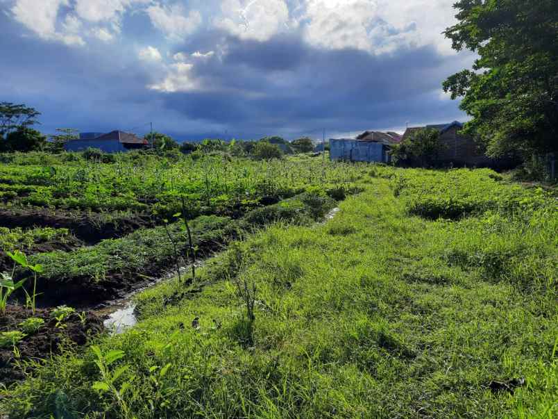 tanah kebun rata dan istimewa